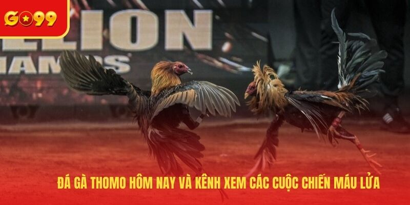 Đá gà Thomo hôm nay